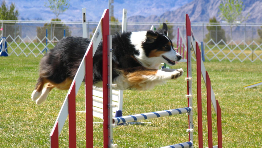 1° luglio a Roma il Dog Festival, galà di cinofilia sportiva