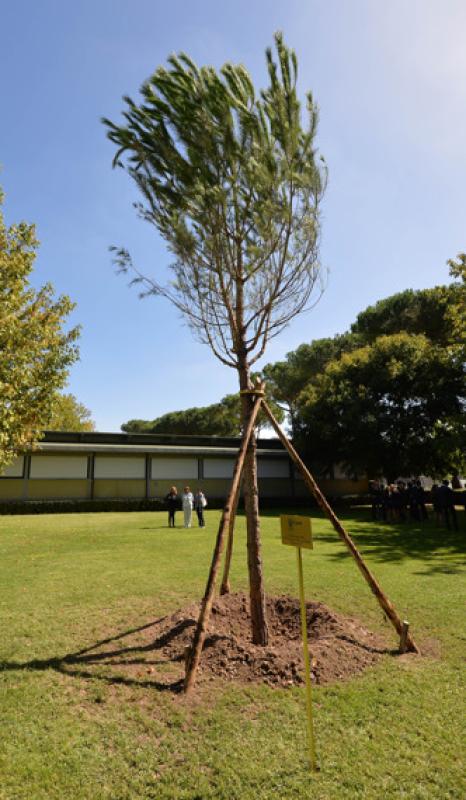 alberogmt002 alberogmt002