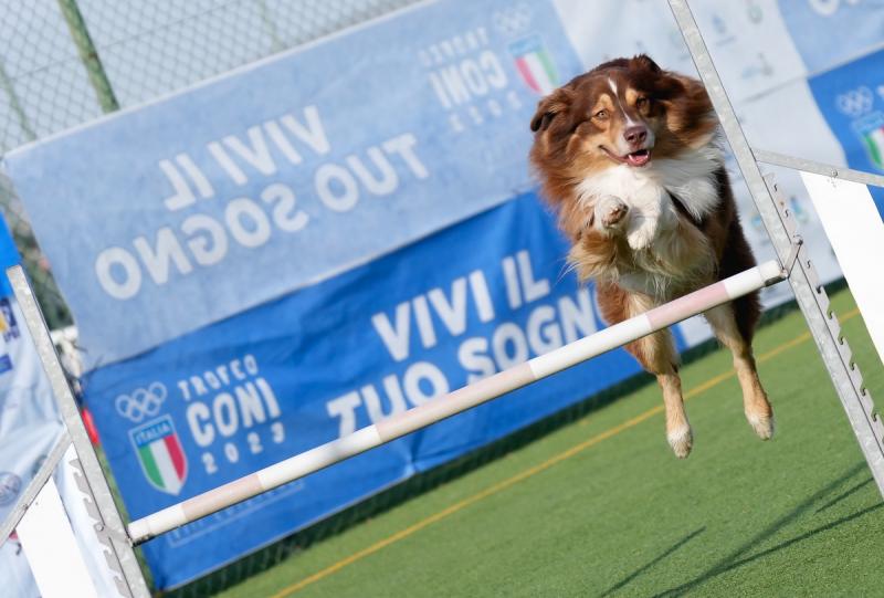 Agility Dog Trofeo CONI Ph Simone Ferraro SFA01980 Agility Dog Trofeo CONI Ph Simone Ferraro SFA01980