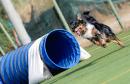 Agility Dog Trofeo CONI Ph Simone Ferraro SFA02000 Agility Dog Trofeo CONI Ph Simone Ferraro SFA02000