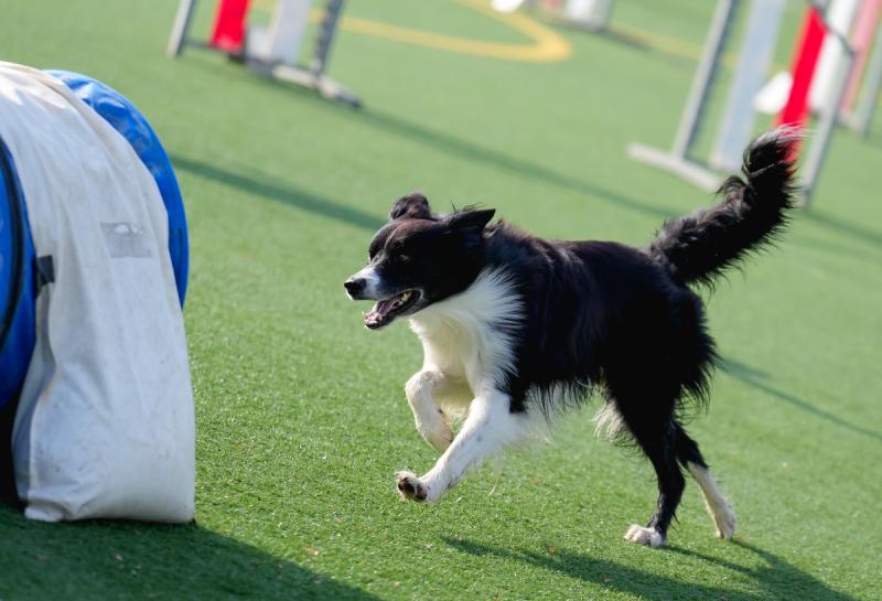 Agility Dog Trofeo CONI Ph Simone Ferraro SFA02095 Agility Dog Trofeo CONI Ph Simone Ferraro SFA02095