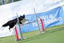 Agility Dog Trofeo CONI Ph Simone Ferraro SFA02103 Agility Dog Trofeo CONI Ph Simone Ferraro SFA02103