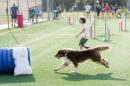 Agility Dog Trofeo CONI Ph Simone Ferraro SFA02121 Agility Dog Trofeo CONI Ph Simone Ferraro SFA02121