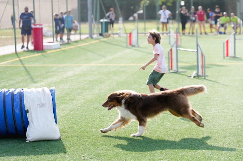Agility Dog Trofeo CONI Ph Simone Ferraro SFA02121 Agility Dog Trofeo CONI Ph Simone Ferraro SFA02121