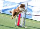 Agility Dog Trofeo CONI Ph Simone Ferraro SFA02130 Agility Dog Trofeo CONI Ph Simone Ferraro SFA02130