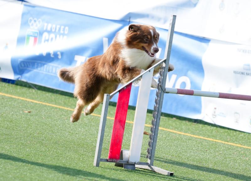 Agility Dog Trofeo CONI Ph Simone Ferraro SFA02130 Agility Dog Trofeo CONI Ph Simone Ferraro SFA02130