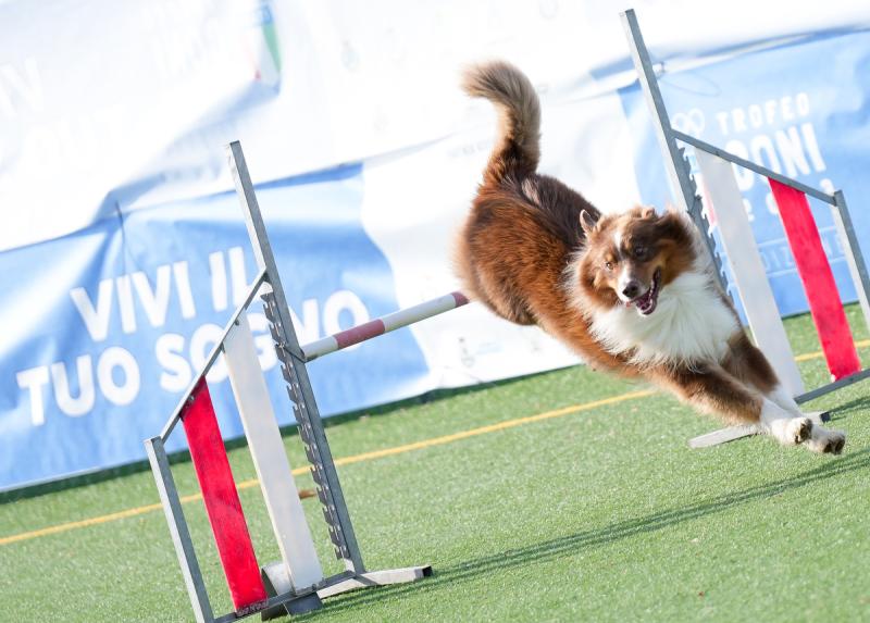 Agility Dog Trofeo CONI Ph Simone Ferraro SFA02141 Agility Dog Trofeo CONI Ph Simone Ferraro SFA02141