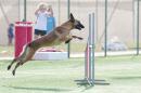 Agility Dog Trofeo CONI Ph Simone Ferraro SFA02155 Agility Dog Trofeo CONI Ph Simone Ferraro SFA02155
