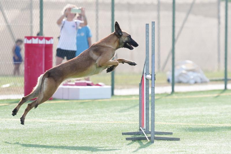 Agility Dog Trofeo CONI Ph Simone Ferraro SFA02155 Agility Dog Trofeo CONI Ph Simone Ferraro SFA02155