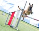Agility Dog Trofeo CONI Ph Simone Ferraro SFA02166 Agility Dog Trofeo CONI Ph Simone Ferraro SFA02166
