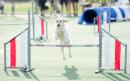 Agility Dog Trofeo CONI Ph Simone Ferraro SFA02215 Agility Dog Trofeo CONI Ph Simone Ferraro SFA02215