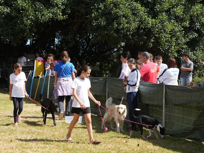 trofeo coni agility dog sfe08675 simone ferraro ph trofeo coni agility dog sfe08675 simone ferraro ph