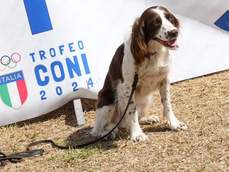 trofeo coni agility dog sfe09047 simone ferraro ph trofeo coni agility dog sfe09047 simone ferraro ph