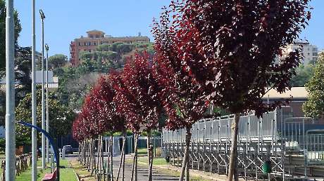 Centri di Preparazione Olimpica