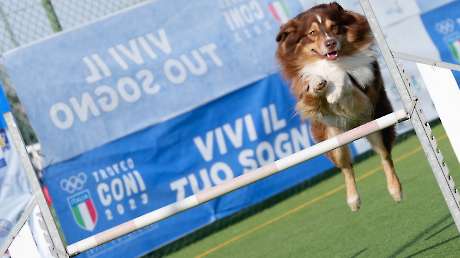 Agility Dog Trofeo CONI Ph Simone Ferraro SFA01980