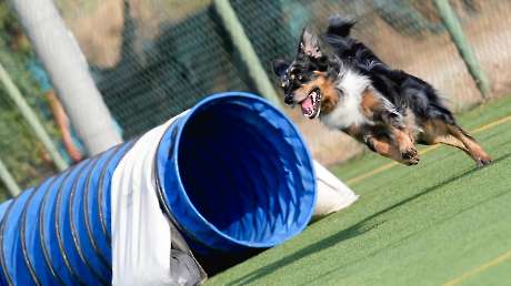 Agility Dog Trofeo CONI Ph Simone Ferraro SFA02000