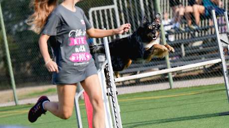Agility Dog Trofeo CONI Ph Simone Ferraro SFA02045