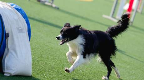 Agility Dog Trofeo CONI Ph Simone Ferraro SFA02095