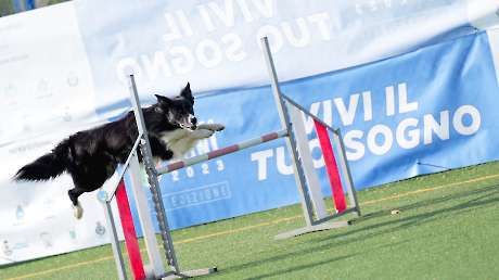 Agility Dog Trofeo CONI Ph Simone Ferraro SFA02103