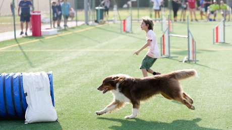 Agility Dog Trofeo CONI Ph Simone Ferraro SFA02121