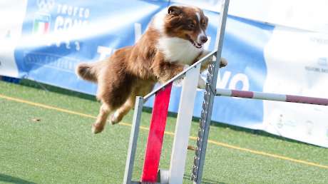Agility Dog Trofeo CONI Ph Simone Ferraro SFA02130