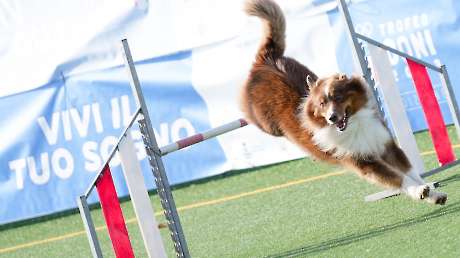 Agility Dog Trofeo CONI Ph Simone Ferraro SFA02141