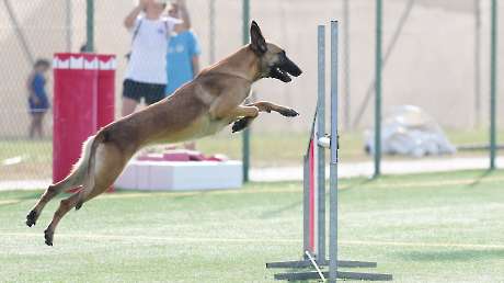 Agility Dog Trofeo CONI Ph Simone Ferraro SFA02155