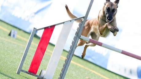 Agility Dog Trofeo CONI Ph Simone Ferraro SFA02166