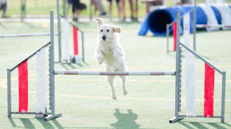 Agility Dog Trofeo CONI Ph Simone Ferraro SFA02215